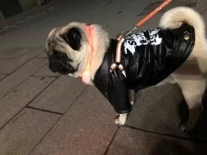 宠确幸狗狗干粮