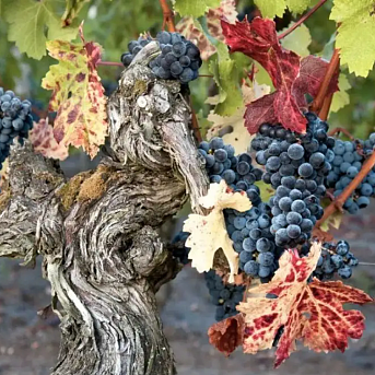 WINE | 老藤葡萄酒就是好酒吗？
