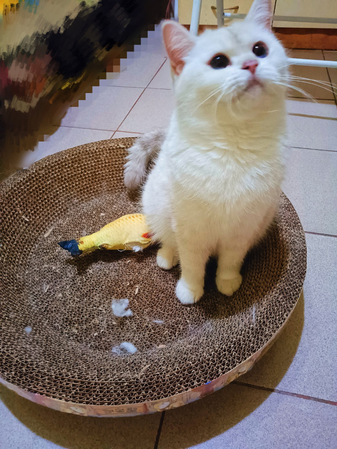 碧净猫玩具
