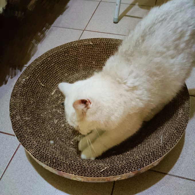 碧净猫玩具