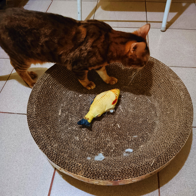碧净猫玩具