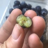 品赞 秘鲁蓝莓4盒*125g 