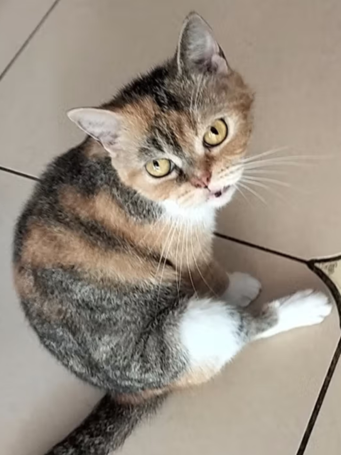 弗兰士猫粮