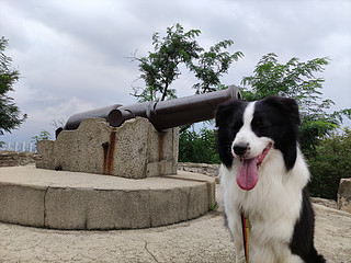 带着狗子旅行