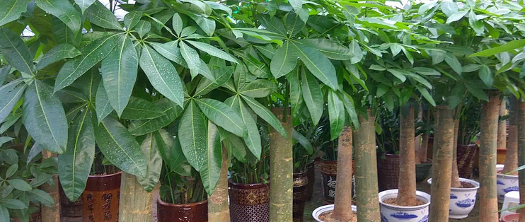 绿植盆栽批发