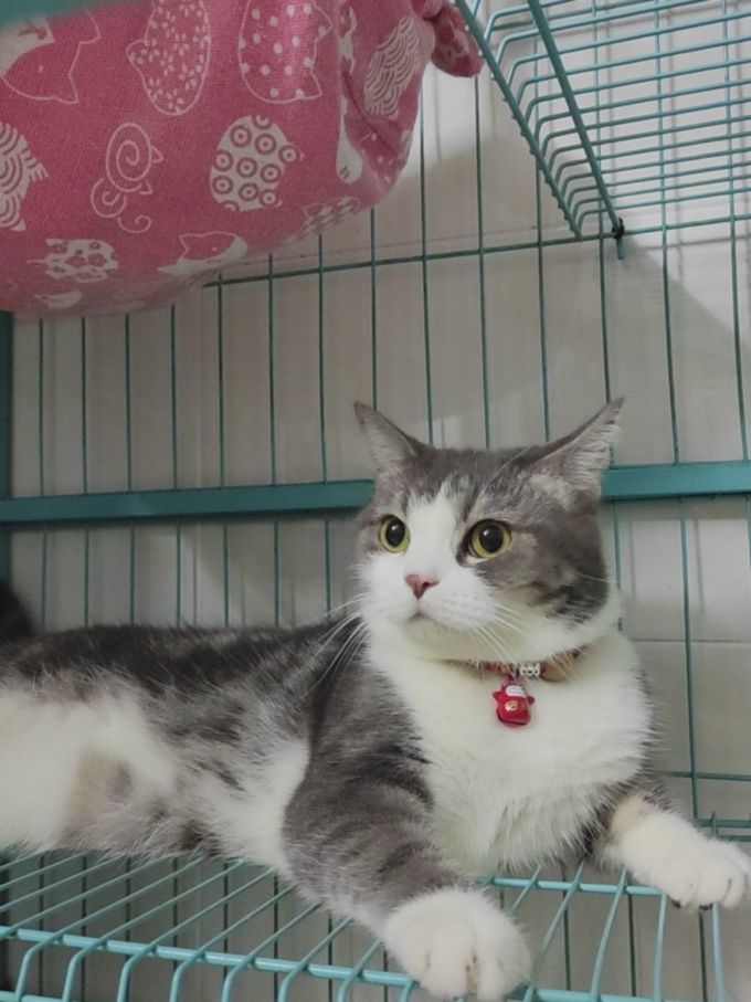 麦富迪猫咪干粮