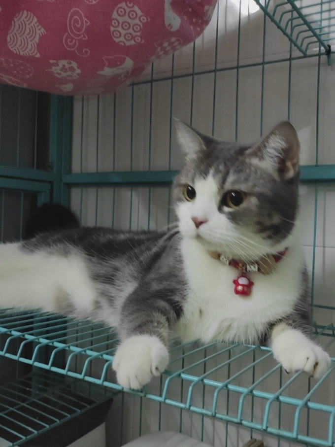 麦富迪猫咪干粮