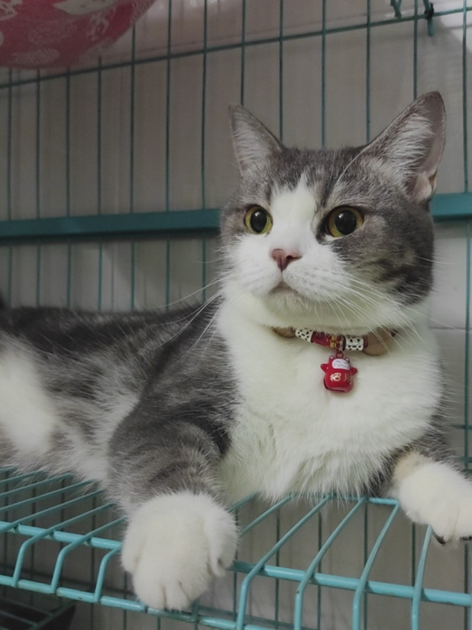 麦富迪猫咪干粮