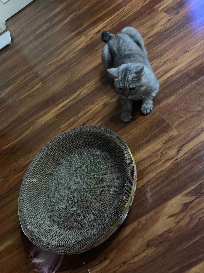 百宠日记猫玩具