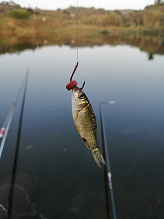 🎣28岁老青年的野钓很快乐