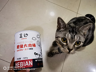 肥鱼大肉桶！吃完变肥猫！