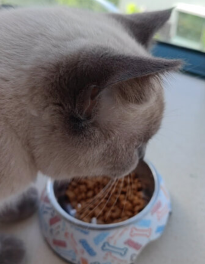 皇家猫粮