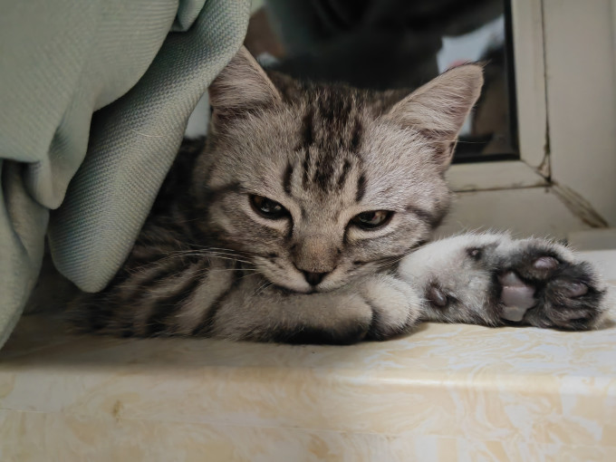 盒边猫咪冻干零食