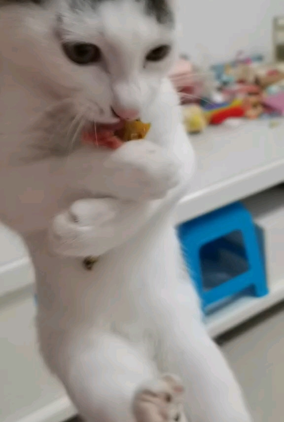 用狗零食喂猫的后果 ∶ 猫疯了……