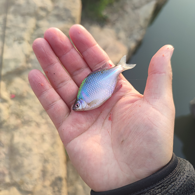 一款专门针对小物钓的欧纳半月鱼钩仕挂，开箱、实拍、施钓，以及购买推荐。