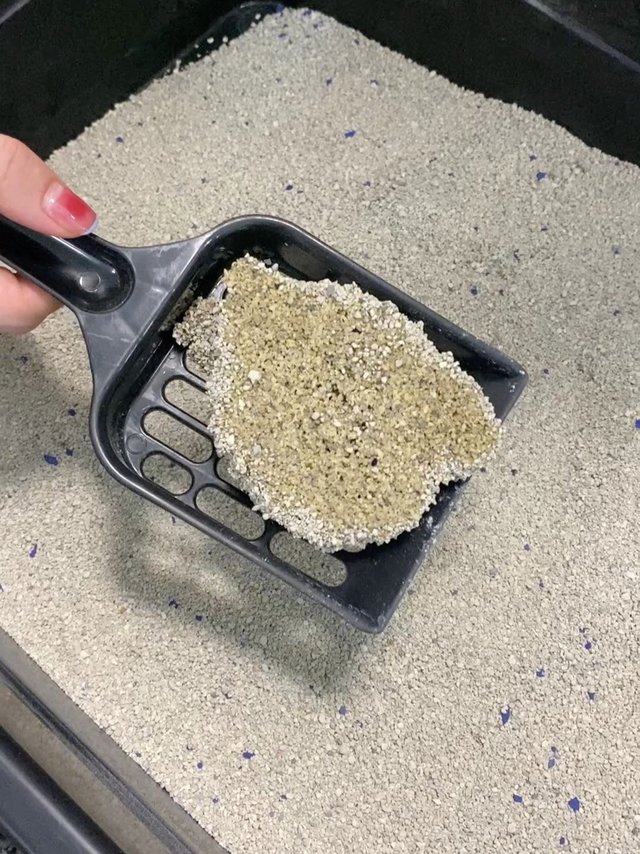 话放这，进口的膨润土砂真的很不错！