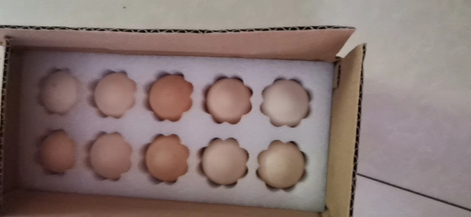 万力睿蛋类