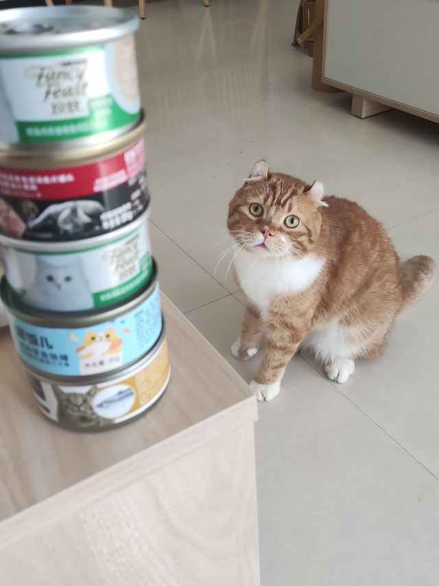 我家主子从来不吃3块钱以上的罐头