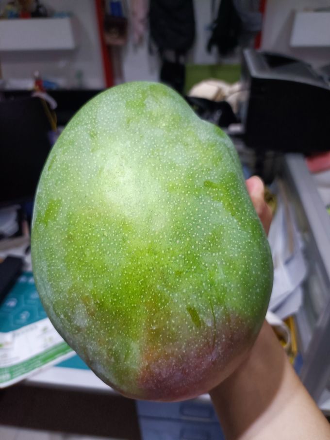 晓乡芒果