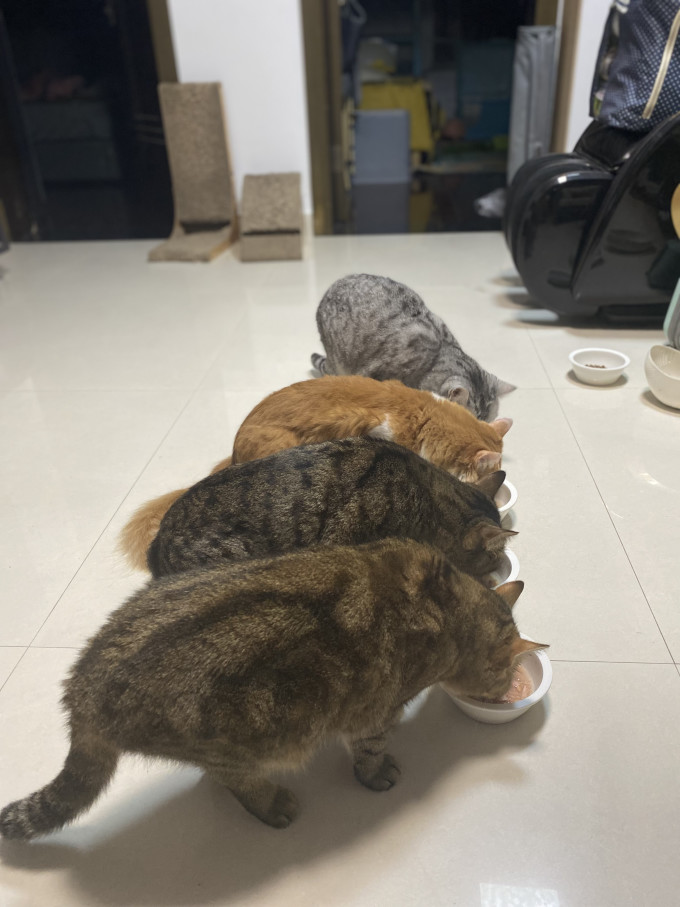 网易天成猫粮