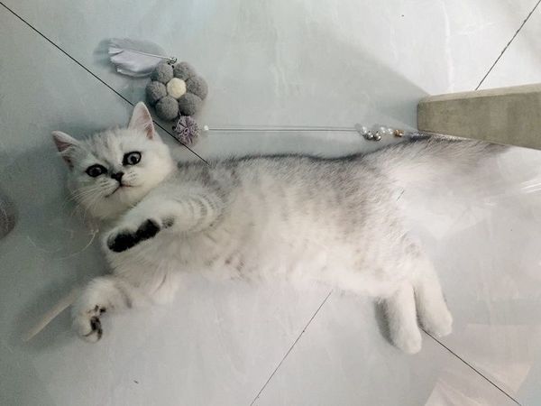 猫咪的发腮粮