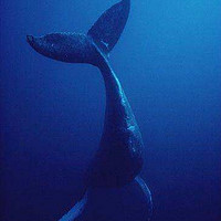 纪录片|鲸鱼的秘密之座头鲸—吃饭、睡觉、打虎鲸！