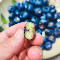 关注近视，注重饮食，无限回购蓝莓