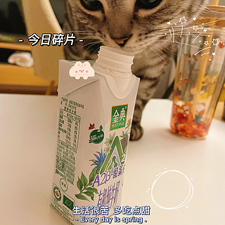 是什么神仙奶连猫猫都想凑过来闻闻？！