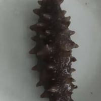 这么大的海参真是物有所值