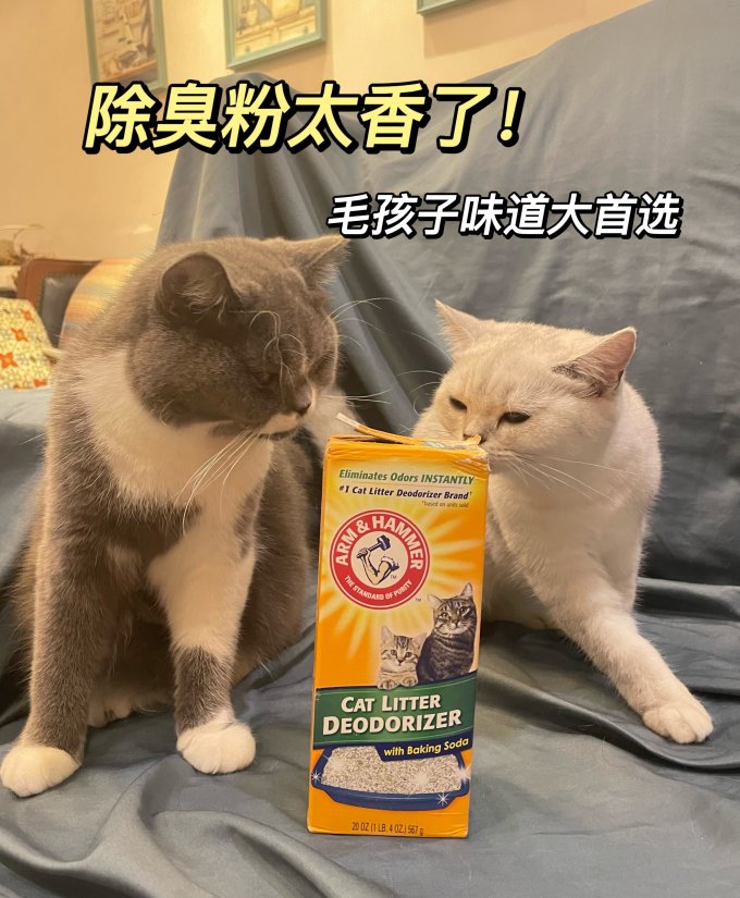宠物洗护