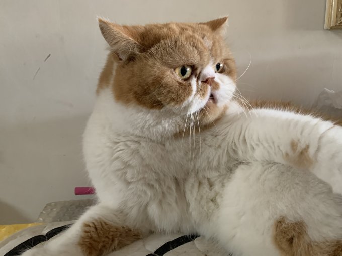 希宝猫零食