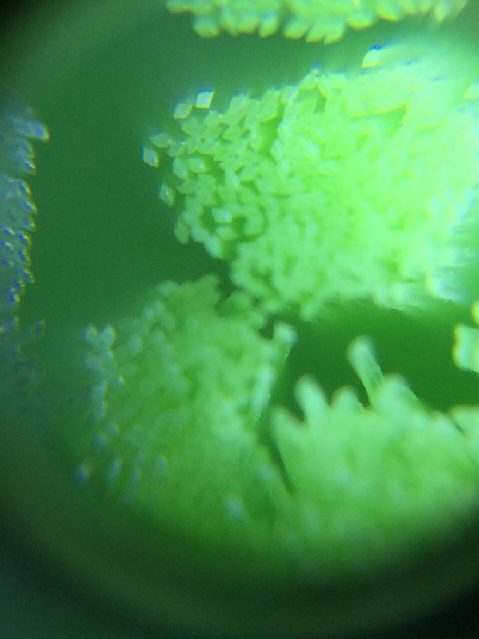 飞利浦刷头