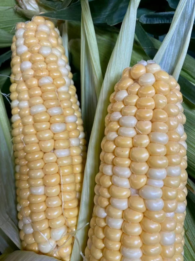 蔬菜