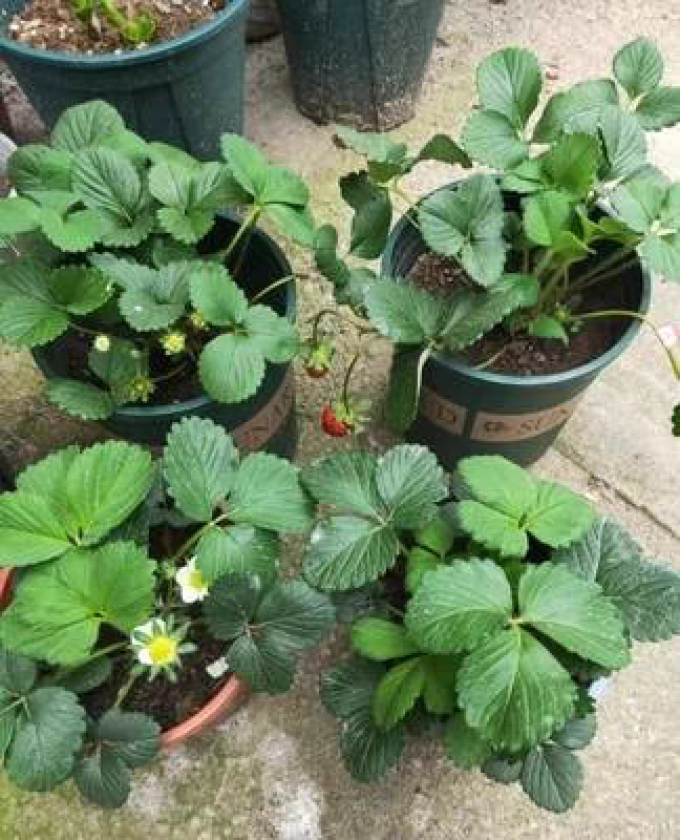 鲜花绿植