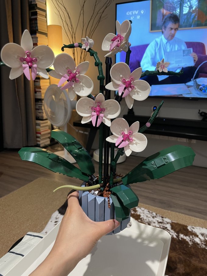 pxx200+的兰花_什么值得买