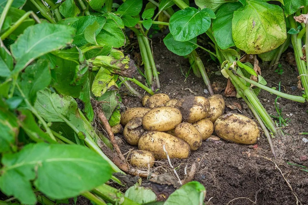 刚从土里挖出来的土豆 ©摄图网