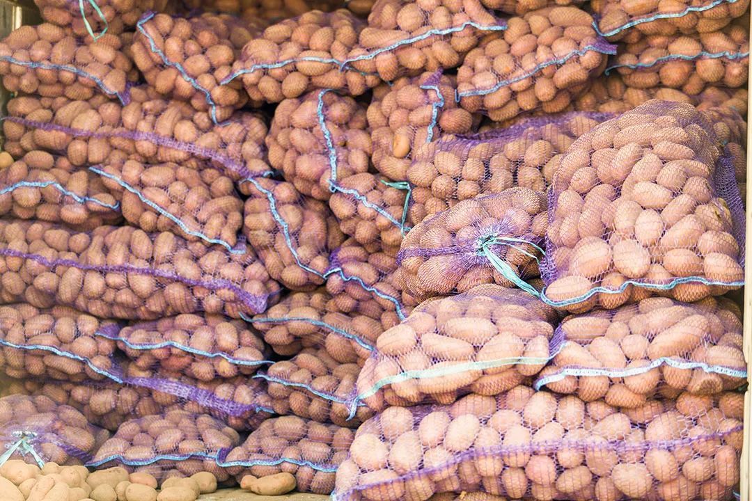 南方产区的土豆主要供鲜食和出口 ©摄图网