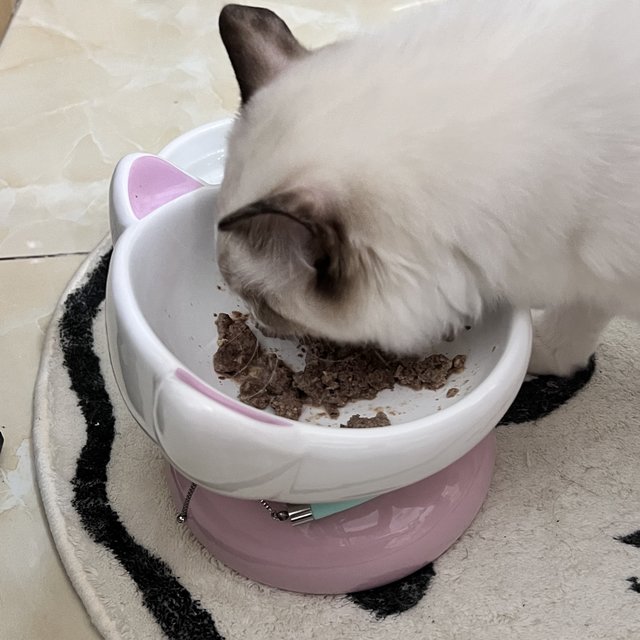 适口性不算好过了很久才来吃但是都吃光
