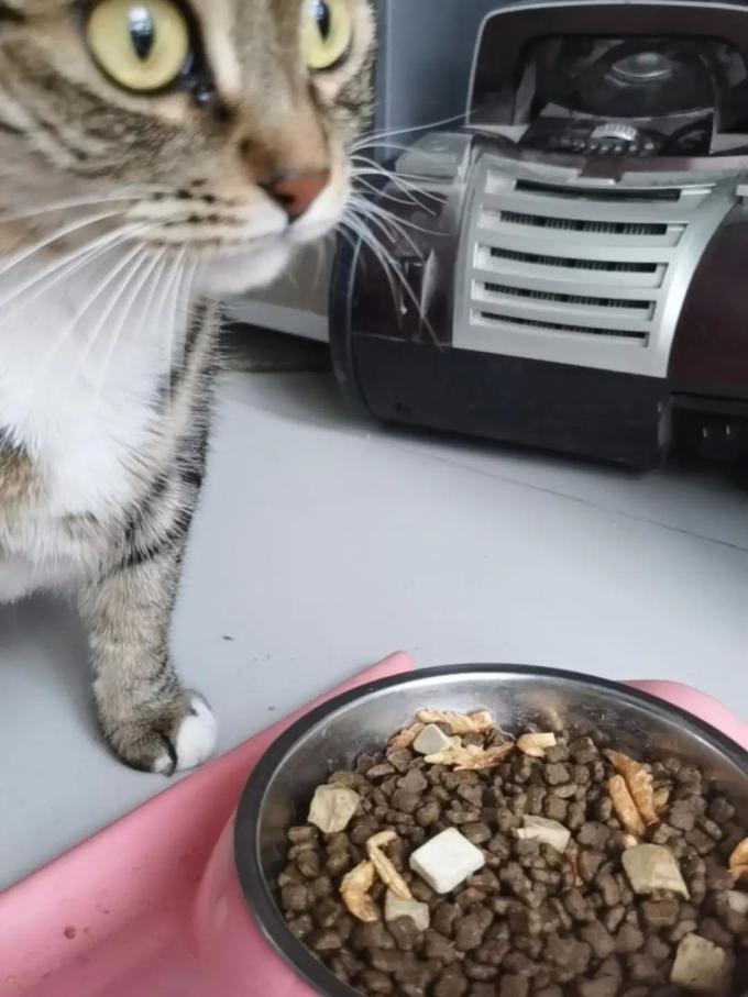 卫仕猫咪干粮