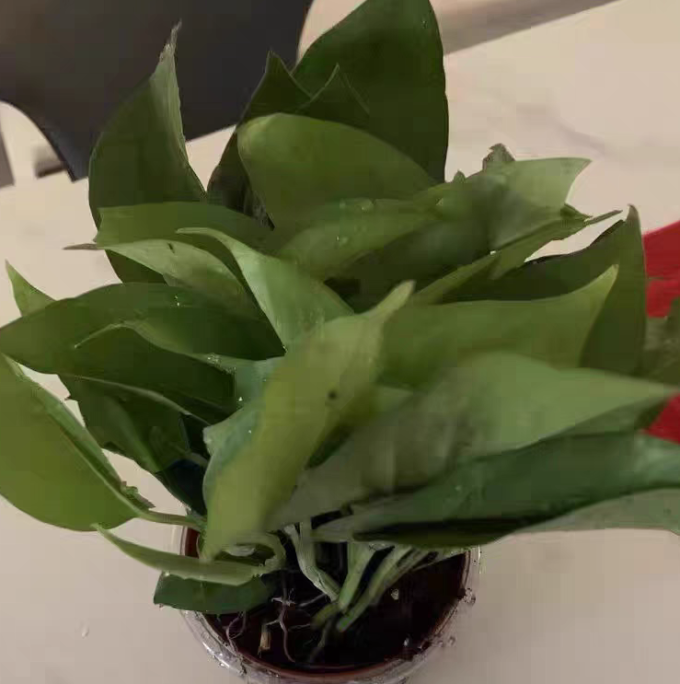 鲜花绿植