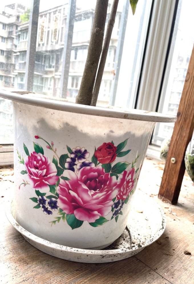 鲜花绿植