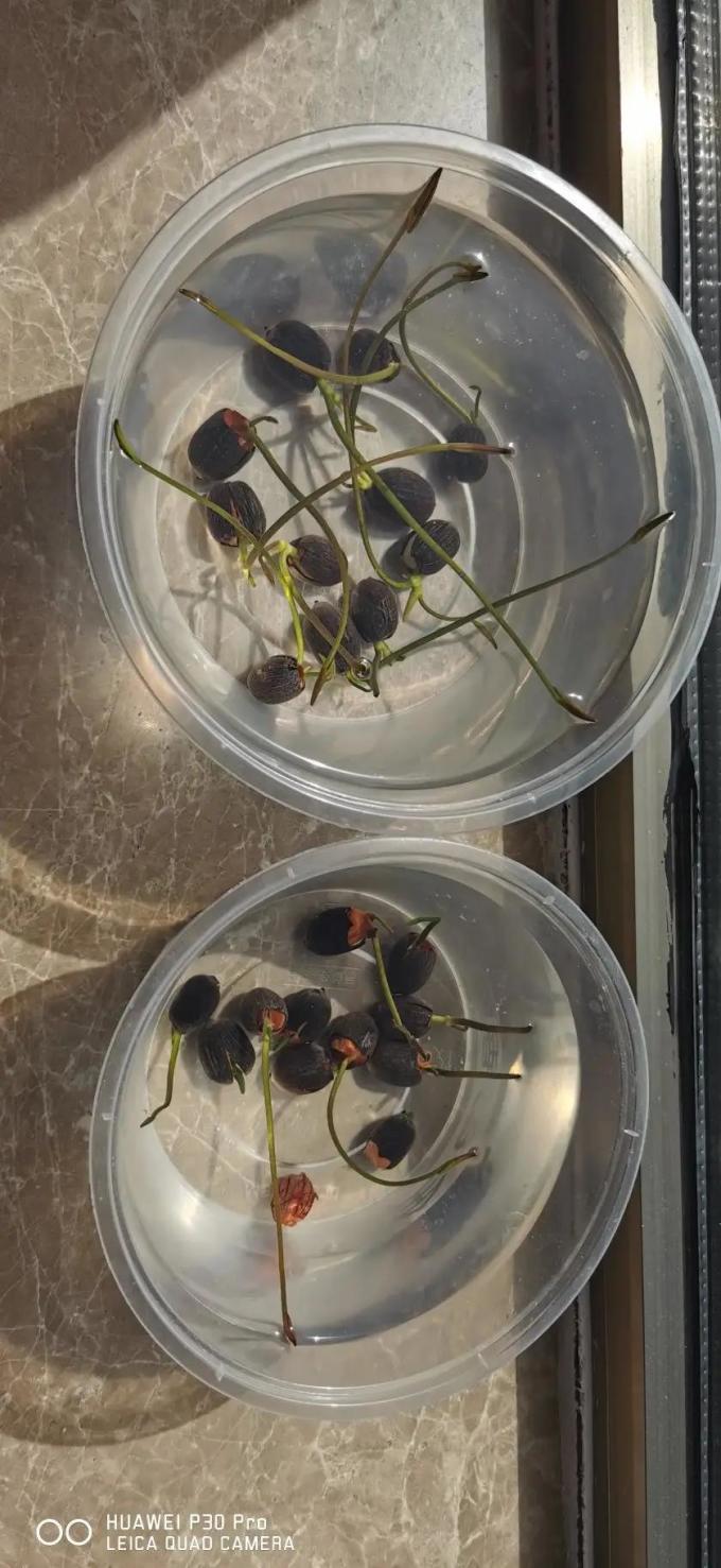 鲜花绿植