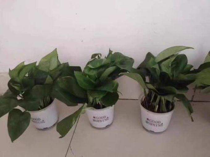 鲜花绿植