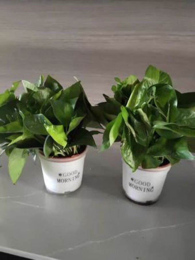 鲜花绿植