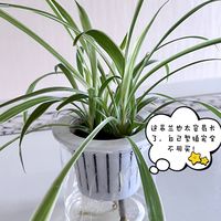 你种过最容易养的绿植是哪个？吊兰算一个吧