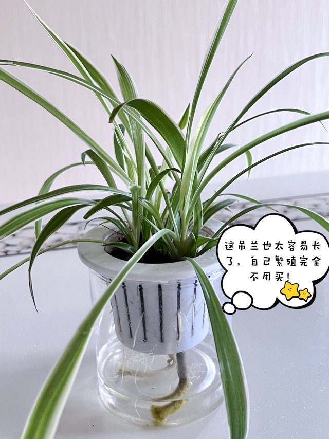 你种过最容易养的绿植是哪个？吊兰算一个吧