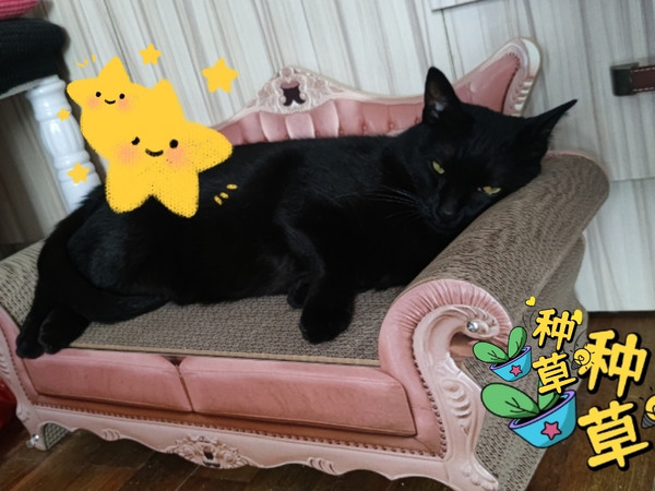结实耐用的猫咪贵妃榻