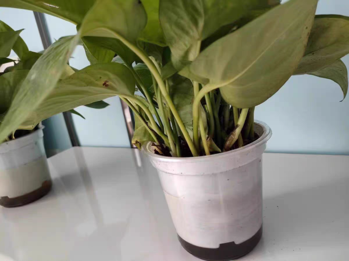 鲜花绿植