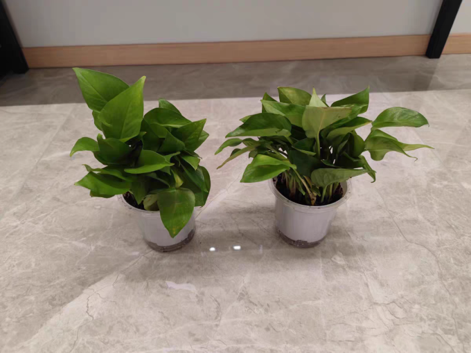 鲜花绿植