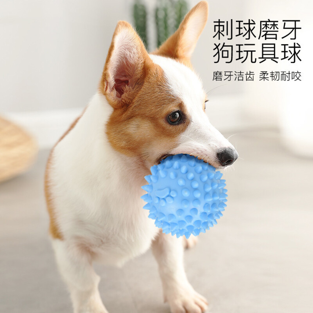 捡屎6年半,关于穷养狗,我悟了